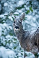 An unexpected encouter in the snowy forest2