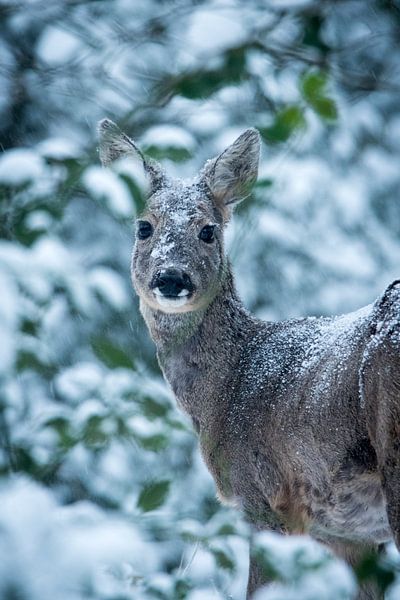 Une rencontre inattendue dans la forêt enneigée2 par Jouke Wijnstra Fotografie