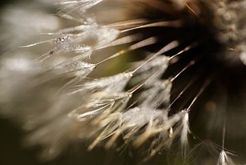 Dandelion with drops I van Nienke Castelijns