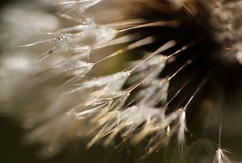 Dandelion with drops I