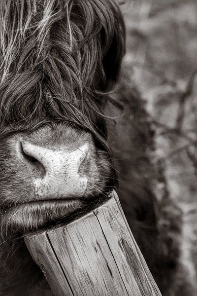 Scottish Highlander by Astrid Bregman