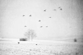 winter birds by Augen | Blicke Foto-Art