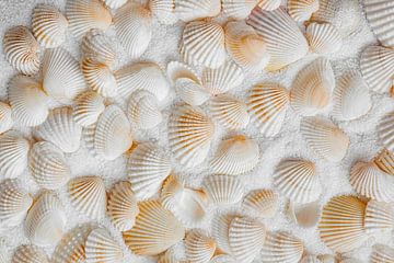 Shells in the sand by Sabine Schemken