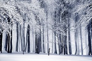 WinterBos