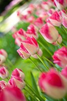 Tulpen in de Keukenhof