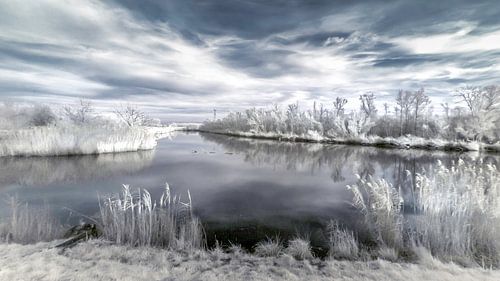 Winternamiddag in de Biesbosch