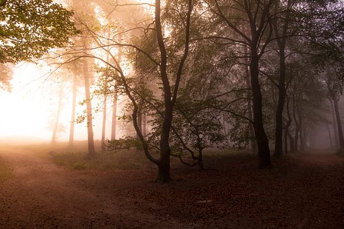 Chemin dans un paysage de forêt de hêtres pendant un matin brumeux d'automne