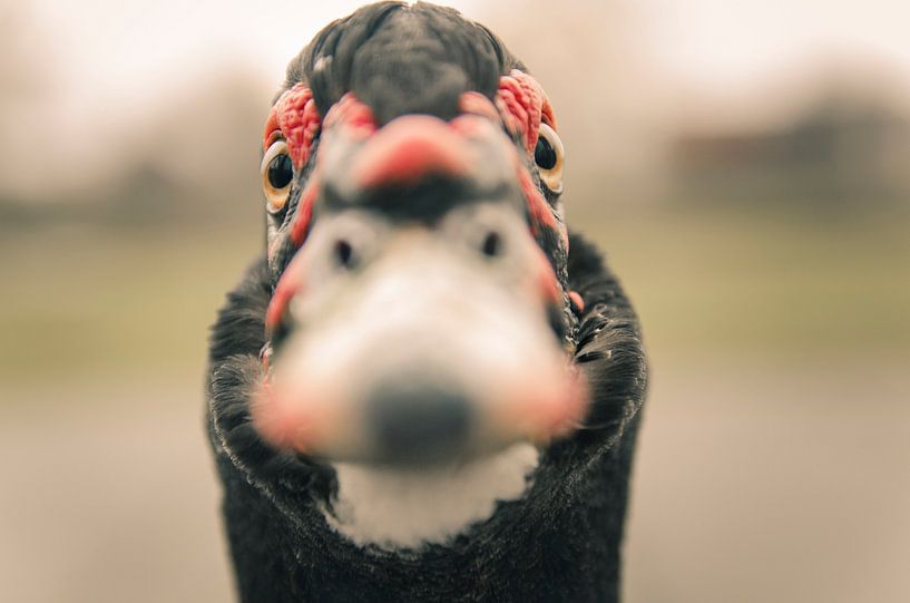 Un canard de Barbarie à la porte Drenthe par Sven Wildschut