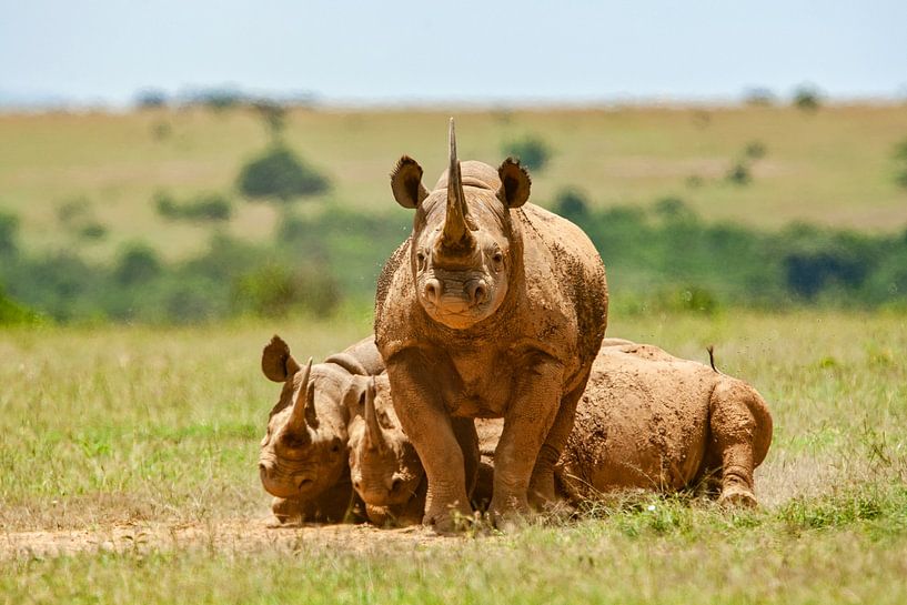 Rhinocéros blancs par Peter Michel