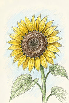 SONNENBLUMEN-KRITZELKUNST – BLEISTIFTSKIZZE – METALLPOSTER