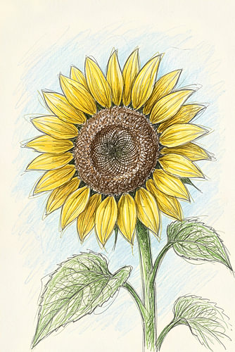 ZONNEBLOEM-KRASTEKENING MET POTLOOD - METALEN POSTER