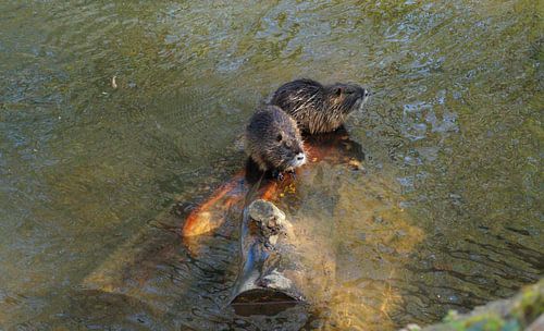 de foto toont wilde levende nutria