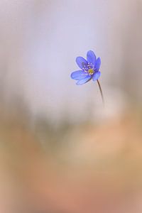 ein wunderschönes Leberblümchen im weichen Bokeh
