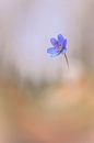 ein wunderschönes Leberblümchen im weichen Bokeh von Horst Husheer Miniaturansicht