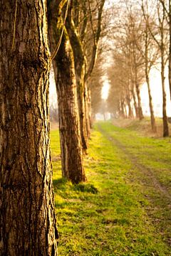 Bomen van Chris Tijsmans