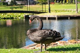 L'un des cygnes noirs