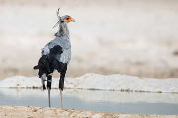 As long as your hair is done right Secretary Bird by De wereld door de ogen van Hictures