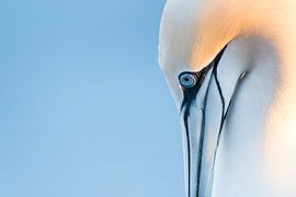 Jan van Gent, Porträt von Aranka Delina Janné