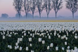 tulips at sunrise with fog in the Dutch countryside