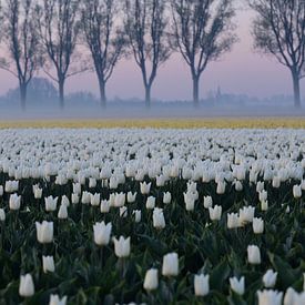 tulpen bij zonsopgang met mist in het Nederlandse platteland van Nfocus Holland