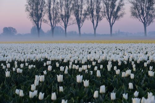 tulpen bij zonsopgang met mist in het Nederlandse platteland