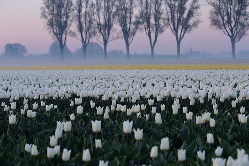 tulipes au lever du soleil avec brouillard dans la campagne hollandaise par Nfocus Holland