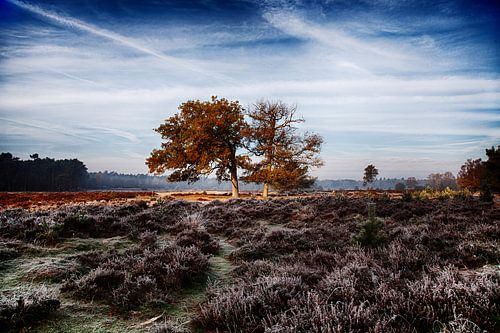 Bomen op de heide van de Veluwe