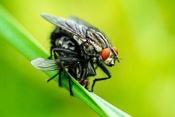 Vogels vliegen van Flatfield