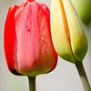 Tulip love by Peter Vruggink