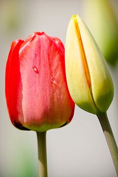 Tulpenliefde van Peter Vruggink