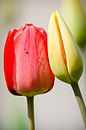 Tulip love by Peter Vruggink thumbnail