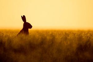 Hase im Feld III