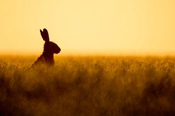 Haas in veld III