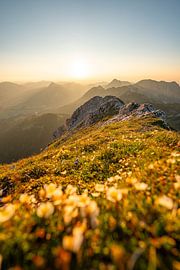 flowery view of the Tannheim & Allgäu Alps at sunset by Leo Schindzielorz