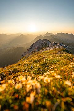 blumige Sicht auf die Tannheimer & Allgäuer Alpen zum Sonnenuntergang von Leo Schindzielorz