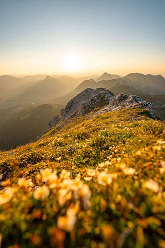 flowery view of the Tannheim & Allgäu Alps at sunset