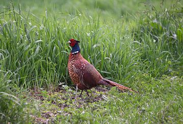 pheasant