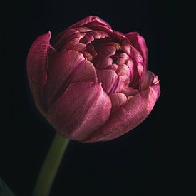 Close-up van paarse bloem van Maaike Zaal
