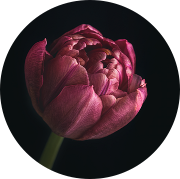 Close-up van paarse bloem