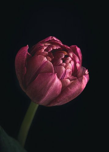Close-up van paarse bloem