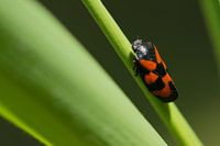 Bloedcicade