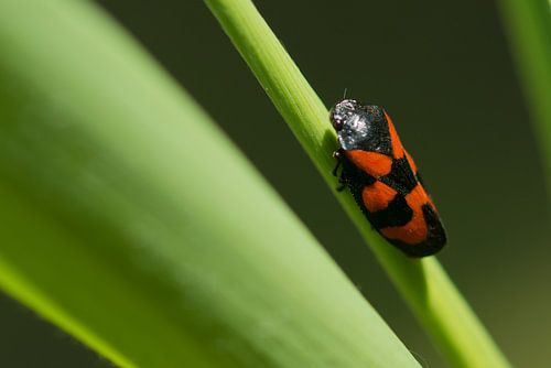 Bloedcicade von Mariska Geschiere