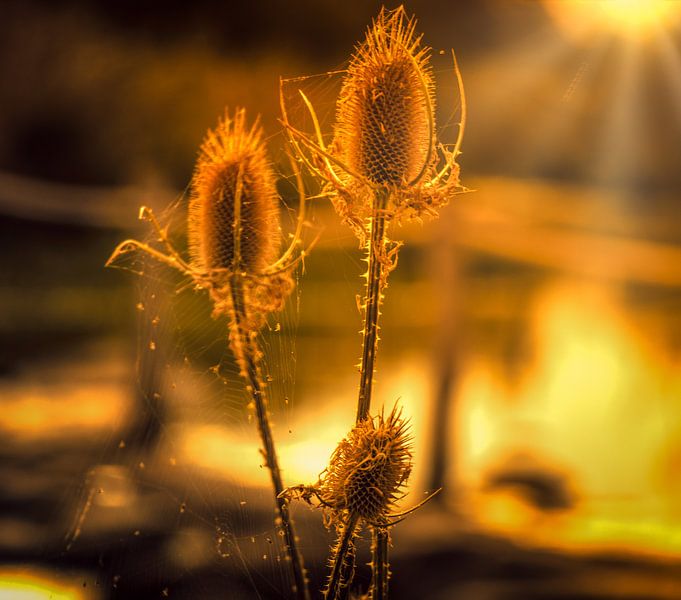 Sunset von Maurice Meerten