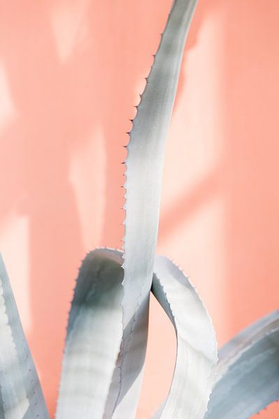 reis print - koraalkleurige muur en cactus van Robin Polderman