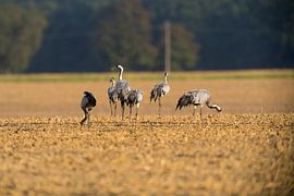 Nahrungssuche von Frederic Bauer