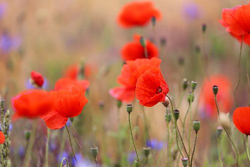 Red poppies in the sunshine