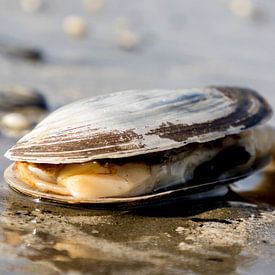 smaken van de zee van Liesbeth Vogelzang