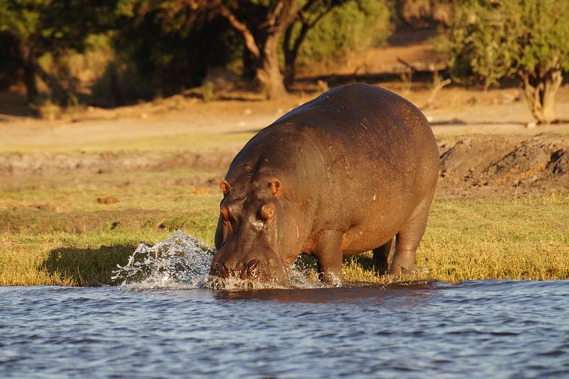 Nijlpaard te water by Erna Haarsma-Hoogterp