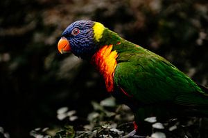Oiseau arc-en-ciel