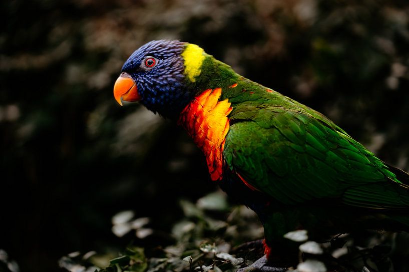 Regenboog vogel van Myrthe Vlasveld